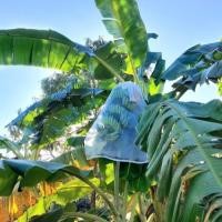 ราคา ถุงตาข่ายไนล่อน ขนาด 60x100และ80x100 ห่อขนุน ห่อผลไม้ ห่อกล้วย G0053 (29302050219)