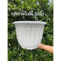 ราคา กระถางกรมโรมัน สีขาว 10นิ้ว พลาสติกหนา แข็งแรง (26436047282)