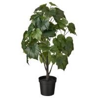 ราคา เฟคก้า ไม้ประดิษฐ์ ในกระถาง ต้นไม้ปลอม ต้นไม้ประดิษฐ์ FEJKA Artificial potted plant in outdoor Crimson glory vine15 cm (11463548649)