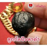 ราคา ลูกกัลปังหาดำ ลูกกัลปังหา กัลปังหา (24510074193)