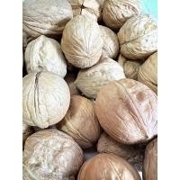 ราคา ลูกวอลนัท ยังไม่แกะเปลือก สำหรับหนูแฮมสเตอร์ กระรอก แพรี่ด็อก และสัตว์ฟันแทะทุกชนิด (19603808104)