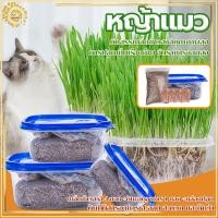 ราคา ชุดปลูกข้าวสาลี ต้นอ่อนข้าวสาลี ข้าวสาลีแมว หญ้าแมว เสริมสร้างภูมิคุ้มกัน ครบชุดพร้อมปลูก (26487266988)