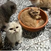 ราคา อ่างแมวนอน ขนาด12 15นิ้ว อ่างปลา ที่นอนแมวน้องแมวชอบ (20289740397)