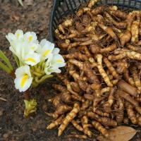 ราคา ต้นดอกกระเจียวขาวหรือดอกดิน ต้นพันธุ์ชำถุง 2พร้อมปลูก พร้อมให้ดอกตามฤดูการรับประกันของแท้100 อ่านรายละเอียดก่อนสั่งซื้อ (49501661277)