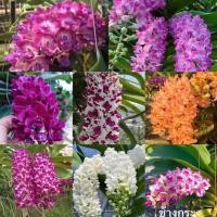 ราคา กล้วยไม้สกุลช้าง ไม้นิ้วพร้อมปลูก ทักข้อความเพื่อเลือกสี คัดพิเศษ อ่านรายละเอียดก่อนสั่งซื้อ (27020022327)