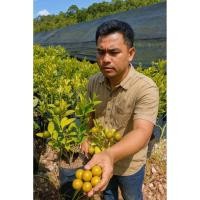 ราคา ต้นมะปี๊ดพวงจันทบุรีหรือต้นส้มจี๊ด เปลือกบางหอมหวานอมเปรี้ยวน้ำเยอะ คัดพิเศษ (43402885943)