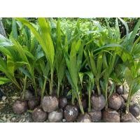 ราคา ต้นมะพร้าวแกงกะทิต้นเตี้ย พันธุ์ลูกผสม อ่านรายละเอียดก่อนสั่งซื้อ (41473949502)