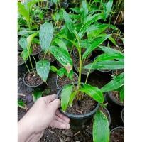 ราคา ต้นกระวานจันทบุรี กระวานเขาสอยดาว คัดพิเศษต้นสวยแข็งแรงพร้อมจัดส่ง (28928888009)