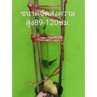 ราคา ต้นมะระหวาน ต้นฟักแม้ว พร้อมปลูกทันที 3เดือนติดผลผลิต สูง80 120ซม (40773829179)