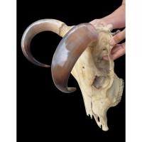 ราคา หัววัวไทย เขาโค้งสวย ปลายแดงธรรมชาติ เขาโค้งได้รูปสมดุล ปลายไล่สีแดงสวยงาม เหมาะสำหรับตกแต่งบ้าน (44312375446)