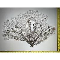 ราคา ปะการังขาว เสน่ห์แห่งใต้ทะเล สู่ความงามบนตู้ของคุณ (41903364552)