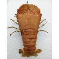 ราคา นำเข้าสะสมหายาก ขาย Taxidermy Slipper Lobster ขนาด 152 มม ของสะสมแนว Oddities หายาก สภาพสมบูรณ์ (41809272519)