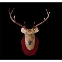 ราคา นำเข้า ขายหัวกวาง Sika แท้ สไตล์โมเดิร์น หรูหรา ขนาด กว้าง 61 ซม x สูง 75 ซม หัวกวางแท้ เขาสวยสมบูรณ์ ทรงดี (41406738121)