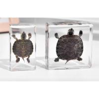 ราคา นำเข้าตกแต่ง ตัวอย่างเต่าจริง เรซิ่นใสแท้ งานแฮนด์เมดจากบราซิล Real Turtle Specimen Handmade ขนาด 7 5 x 7 5 ซม (40861352673)