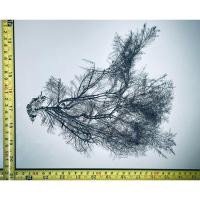 ราคา นำเข้าหายาก Cystoseira ซึ่งเป็นสกุลของปะการังสีน้ําตาลที่พบในสภาพแวดล้อมทางทะเล การแตกแขนงโครงสร้างคล้ายต้นไม้ (40653376054)