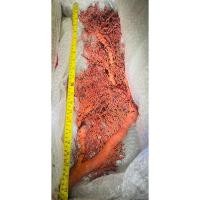 ราคา DeepSea Red Coral แท้ธรรมชาติ100 หายากมาก สำหรับตกแต่ง มีเพียงชิ้นเดียว ขนาดใหญ่มาก ยาว 60cm (40104044376)