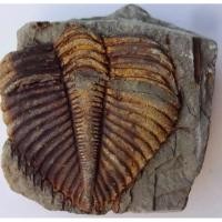 ราคา หายาก ไทรโลไบต์ Trilobite Fossil ซากดึกดำบรรพ์กว่า 500 ล้านปี ของสะสมหายาก สำหรับผู้รักประวัติศาสตร์โลก (28937325244)