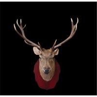 ราคา นำเข้า ขายหัวกวาง Sika แท้ ขนาดกลาง สไตล์โมเดิร์น หรูหรา ขนาด กว้าง 66 ซม x สูง 75 ซม หัวกวางแท้ เขาสวย (44406746531)