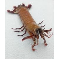 ราคา นำเข้าสะสม หายาก ขาย Taxidermy Mantis Shrimp ขนาด 155 มม สัตว์ทะเลนักล่าผู้ทรงพลัง ในเวอร์ชันสตัฟฟ์ของสะสมหายาก (43809268949)