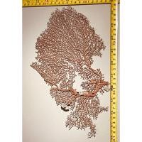 ราคา ปะการังพัดแดงส้ม เสน่ห์แห่งใต้ทะเล สู่ความงามบนตู้ของคุณ (43353380235)