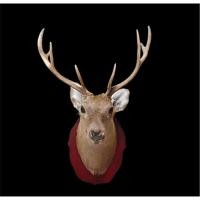 ราคา ขายหัวกวาง Sika แท้ สไตล์โมเดิร์น หรูหรา ขนาด กว้าง 57 ซม x สูง 76 ซม หัวกวางแท้ เขาสวยสมบูรณ์ ทรงดี (42656737526)