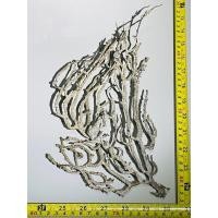 ราคา ปะการัง เสน่ห์แห่งใต้ทะเล สู่ความงามบนตู้ของคุณ (42553369984)