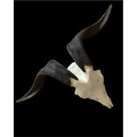 ราคา เขาแพะทรงสวย Modern Natural Decor เขาแพะแท้ ทรงโค้งสวย เส้นสายเป็นธรรมชาติ ดูเรียบง่ายแต่มีเอกลักษณ์ (40506975703)