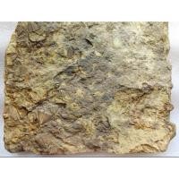 ราคา หายากมาก ไทรโลไบต์ Trilobite Fossil ซากดึกดำบรรพ์กว่า 500 ล้านปี ของสะสมหายาก ขนาด32x26x5cm ฟอสซิลแท้ 100 (41103629409)
