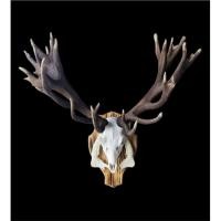 ราคา ขายเขากวางแดงนิวซีแลนด์ Red Deer Antlers พร้อมกระโหลก ขนาดใหญ่พิเศษ 92x95 cm งานแท้ นำเข้า เขากวางแดงนิวซีแลนด์ (43756928487)