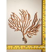 ราคา ปะการัง เสน่ห์แห่งใต้ทะเล สู่ความงามบนตู้ของคุณ (42853375059)