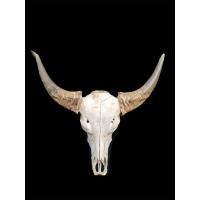 ราคา เขาควายเผือกสีน้ำผึ้งแท้ เสน่ห์จากธรรมชาติ หายากยิ่ง เขาควายเผือกแท้ แต่ละหัวสีสวยเฉพาะตัว โทน น้ำผึ้งอมทอง (41756413574)