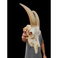 ราคา นำเข้าตกแต่ง เขาแพะเผือกแท้ ทรงสวย สีขาวครีมธรรมชาติ หายากมาก เขาคู่แท้จากแพะเผือกงานสวยทรงสมดุลเหมาะสำหรับตกแต่ง (44310614554)
