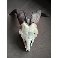 ราคา นำเข้าตกแต่ง เขาแม่พันธุ์ แพะซาแนน แพะนม สีน้ำตาลด้าน ทรงสวย พร้อมแขวน เขาแท้ 100 จากแม่พันธุ์แพะซาแนน (44211362857)