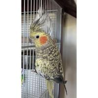 ราคา Cockatiel Nymphicus hollandicus สตัฟฟ์งานสะสม ความงดงามของธรรมชาติที่ถูกเก็บรักษาไว้อย่างประณีต (44055657646)