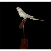 ราคา นำเข้า White Budgerigarนกหงส์หยกสีขาว นกหงส์หยกสีขาวล้วน สวย หายาก เสน่ห์เรียบหรู ขนนุ่ม ฟอร์มดี นิสัยน่ารัก (43855666807)