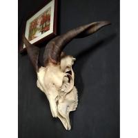 ราคา เขาแพะนำเข้า ของแต่งบ้านหายาก เสริมพลังธรรมชาติ พบกับ เขาแพะนอก ของแท้ 100 นำเข้าจากต่างประเทศ (43705985392)