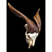 ราคา นำเข้าตกแต่ง เขาแพะตกแต่งแท้ แพะงามๆ ทรงใหญ่ เขายาว ข้างละ 40 ซม งานธรรมชาติ เหมาะสำหรับตกแต่งบ้าน ร้าน คาเฟ่ (43310979608)