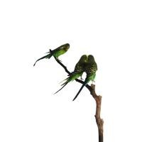 ราคา Green Budgerigar นกหงส์หยกสีเขียว นกหงส์หยกสีเขียวล้วน สวย หายาก เสน่ห์เรียบหรู ขนนุ่ม ฟอร์มดี นิสัยน่ารัก (43105667383)