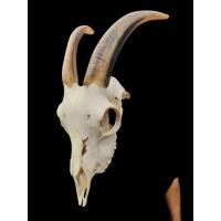 ราคา นำเข้าตกแต่ง เขาแพะเผือกแท้ ลายดำ ทรงสวย สีขาวครีมธรรมชาติ หายากมาก เขาคู่แท้จากแพะเผือก งานสวยทรงสมดุล ตกแต่ง (42960618844)