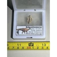 ราคา หายากสำหรับนักสะสม ฟอสซิลของ Edmontosaurus ไดโนเสาร์กินพืชขนาดใหญ่จากยุคครีเทเชียสตอนปลาย (42753125695)