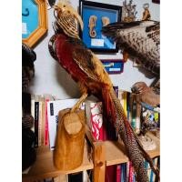 ราคา นำเข้าหายากมาก ขาย Antique Taxidermy of a Golden Pheasant งานสตัฟฟ์นกไก่ฟ้าสีทองสุดหรูของสะสมระดับคลาสสิกจากยุโรป (42609275839)