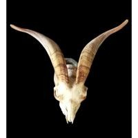 ราคา นำเข้าตกแต่ง เขาแพะทรงสวย ชิ้นเดียวไม่เหมือนใคร เขาแพะธรรมชาติ ทรงโค้งสวยพิเศษเขายาว ออกข้างเพียงชิ้นเดียว ไม่ซ้ำใคร (42407402543)