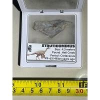 ราคา หายากสำหรับนักสะสม ฟอสซิลที่แสดงคือของ Struthiomimus ไดโนเสาร์จากยุคครีเทเชียสตอนปลาย เมื่อประมาณ 99 ถึง 65 ล้านปีก่อน (42353116076)