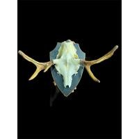 ราคา Young bull moose กวางมูสหนุ่ม ติดหน้าผากเดิม ต่างประเทศ คลาสสิค ตามสไตล์กวางมูสป่า ขนาดกว้างปลายชนปลาย62cm สูงรวม46cm (42256657345)