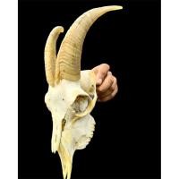 ราคา นำเข้าตกแต่ง เขาแม่พันธุ์ แพะซาแนน แพะนม สีเผือก สะอาด ทรงสวย พร้อมแขวน เขาแท้ 100 จากแม่พันธุ์แพะซาแนน (42061370267)