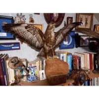 ราคา นำเข้า หายากมาก ขาย Antique Taxidermy of a European Buzzard นกเหยี่ยวยุโรปสตัฟฟ์ ของสะสมโบราณ หายากงานเก่าแท้จากยุโรป (41759268889)