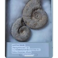 ราคา ฟอสซิลแอมโมไนต์ Perisphinctes sp ยุคจูราสสิกตอนปลาย ประมาณ 150 ล้านปีก่อน ค้นพบที่ Rom Poitou Charentes ฝรั่งเศส (41653119335)