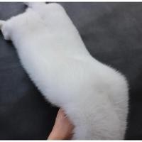 ราคา นำเข้า Whole Fox Fur Scarf แท้เต็มตัว 100 110 ซม White Fox ขนจิ้งจอกแท้ ฟาร์มเลี้ยง ขนาดเต็มตัว 100 110 ซม (40408112810)