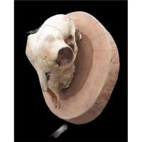 ราคา นำเข้า หัวกะโหลกแพะน้อย ติดแป้นไม้ มะค่าดิบ งานธรรมชาติ สวยงาม ดูดี มีเอกลักษณ์ (40363661977)