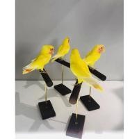 ราคา Yellow Lovebird สตัฟฟ์ สีเหลืองสดใส ของสะสมหายาก นก Lovebird สีเหลืองโทนสดใส งาน (40105631247)
